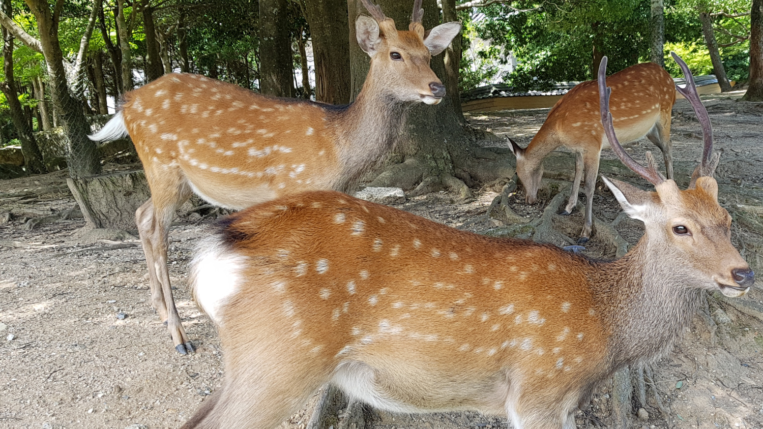 Sika Hirsche im Nara Park