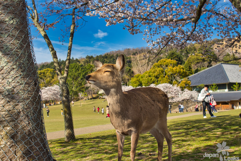 Hirsch unter Kirschblüten im Nara Park