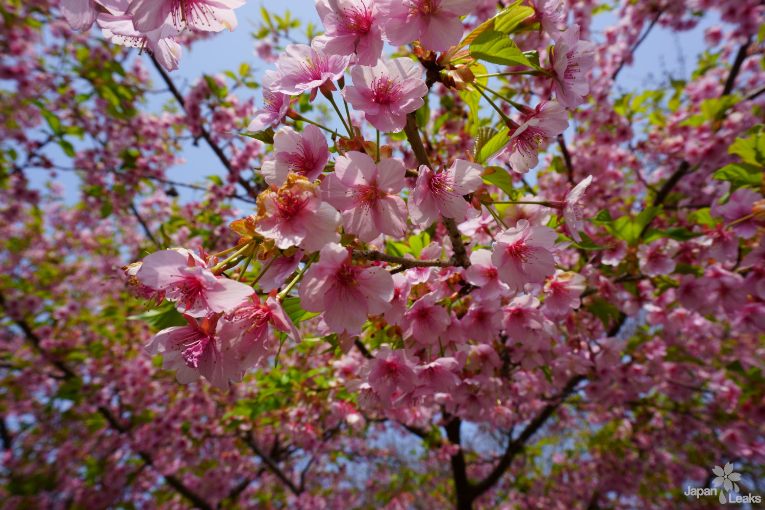 Anfang der Kirschblüten in Yoshinoyama.