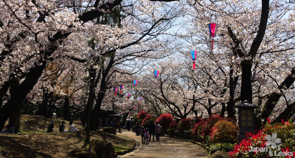 Kirschbäume und Wege im Asukayama Park.