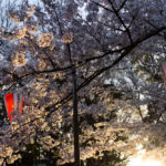 Ueno Park am Abend mit Kirschblüten