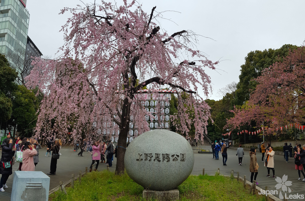 Foto einer Trauerkirsche am Ueno Park.