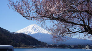 Foto des Fuji mit einzelnen Kirschblüten.