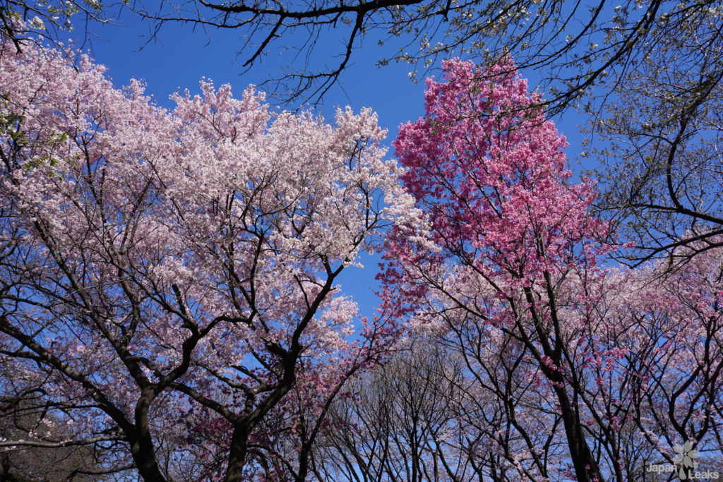 Pink und weiß blühende Kirschbäume