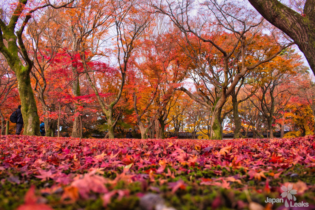 Foto der Bäume und des gefallenen Herbstlaubs am Tofuku-ji in Kyoto