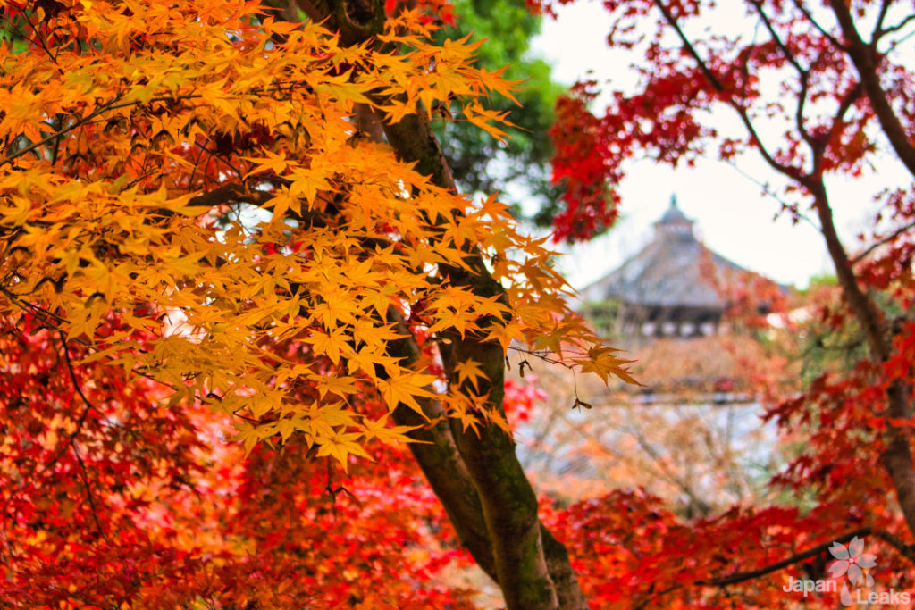 Herbstlaub am Tofukuji in Kyoto