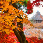 Foto vom Herbstlaub am Tofukunji in Kyoto